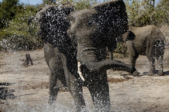 Ouvrez vos sens et partez à la découverte du monde animal avec le film "African Safari 3D"