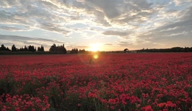 Coquelicots